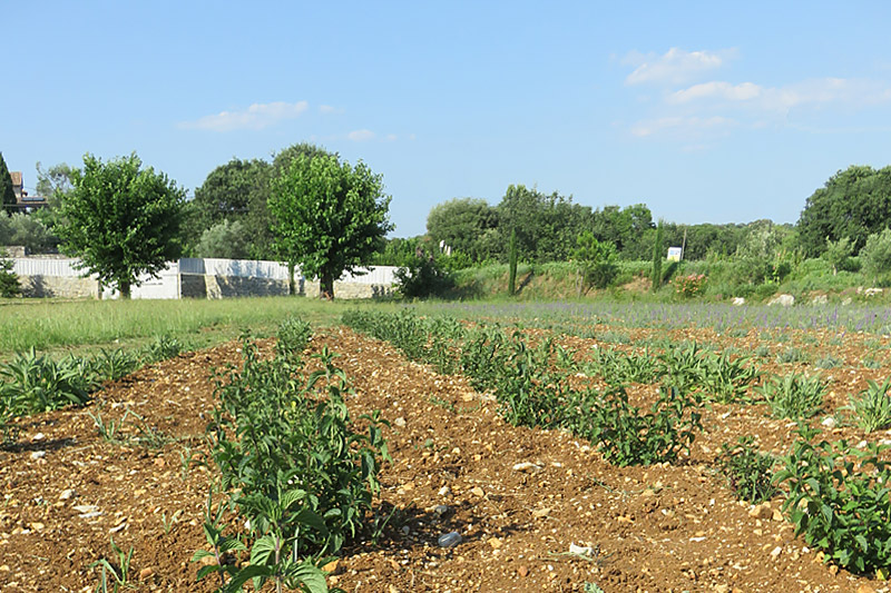 Grand terrain avec champs de lavande et plantes arômatiques